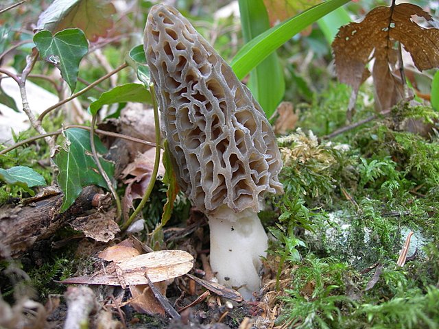 Il Tempo delle Morchelle